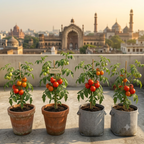Plantuu Tomato Seeds | Grow Fresh Tomatoes at Home